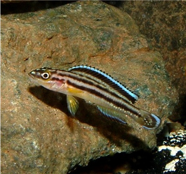 Julidochromis_regani
