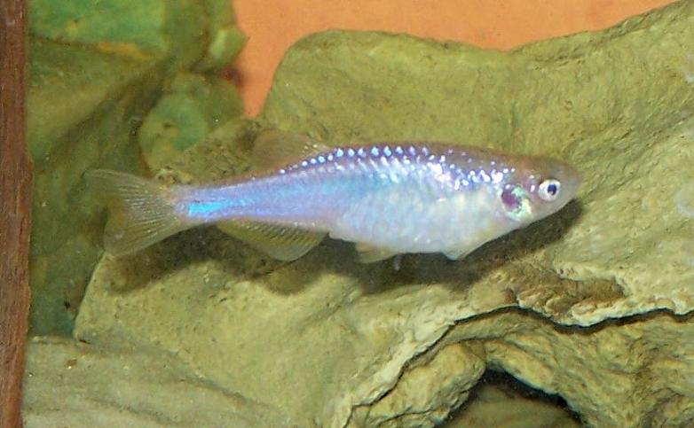 Danio_albolineatus