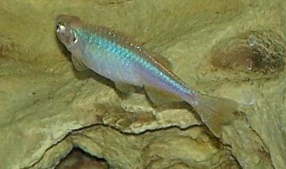 Danio_albolineatus