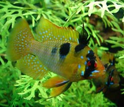 Mikrogeophagus_ramirezi