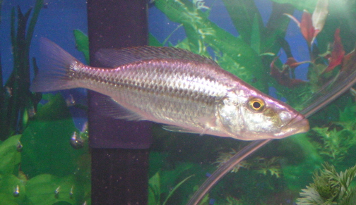 Dimidiochromis_compressiceps