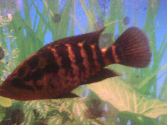 Parachromis_motaguensis