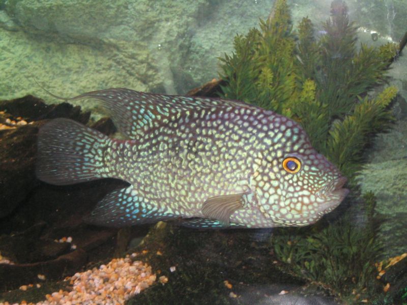 Herichthys_cyanoguttatus