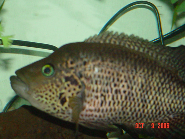 Parachromis_motaguensis