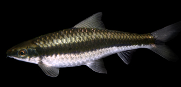 Crossocheilus_siamensis