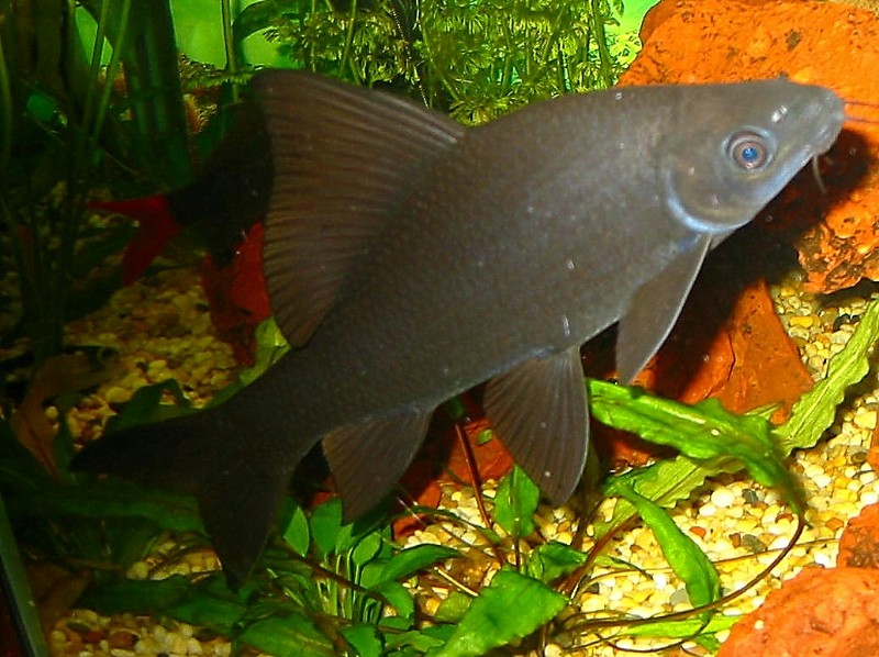 Labeo_chrysophekadion