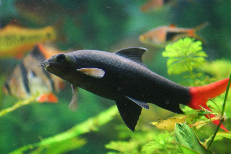 Epalzeorhynchos_bicolor