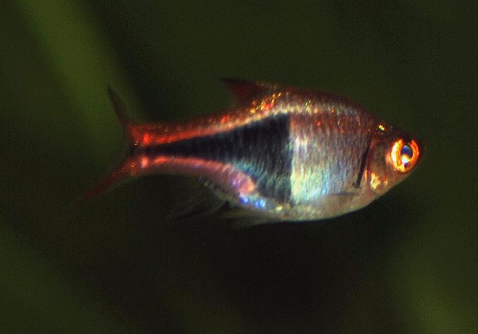 Trigonostigma_heteromorpha