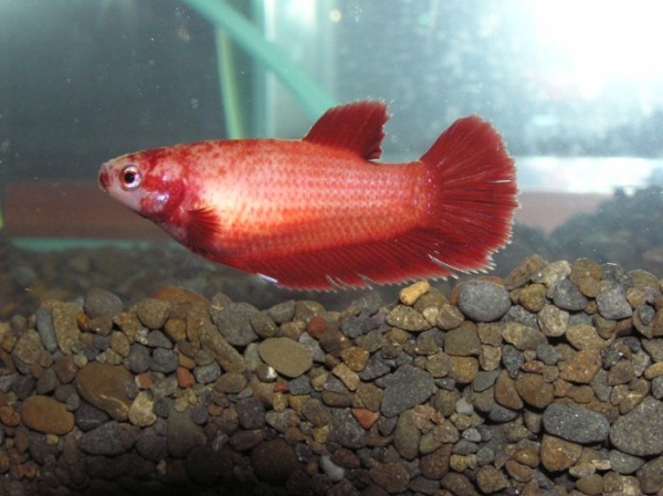 Betta_splendens