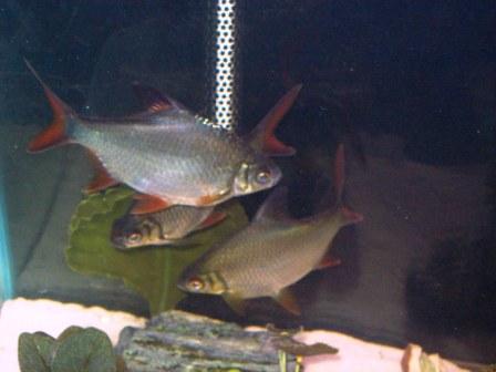 Barbodes_schwanenfeldii