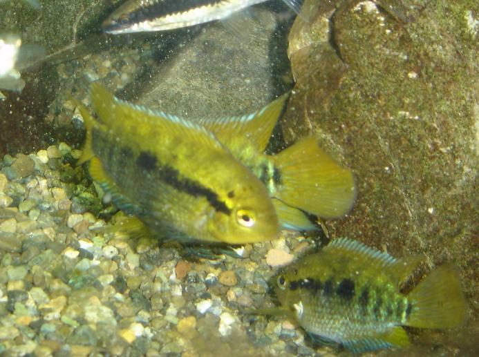 Herotilapia_multispinosa