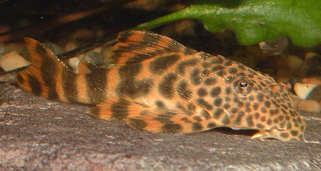 FishProfiles.com - Peckoltia sp l147