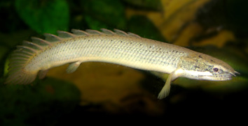 Polypterus senegalus FishProfilescom Polypterus senegalus