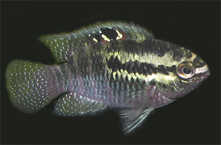 red breasted acara cichlid